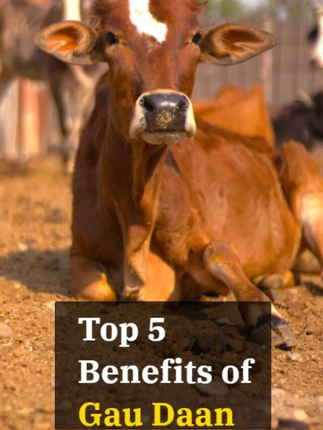 Top 5 Benefits of Gau Daan