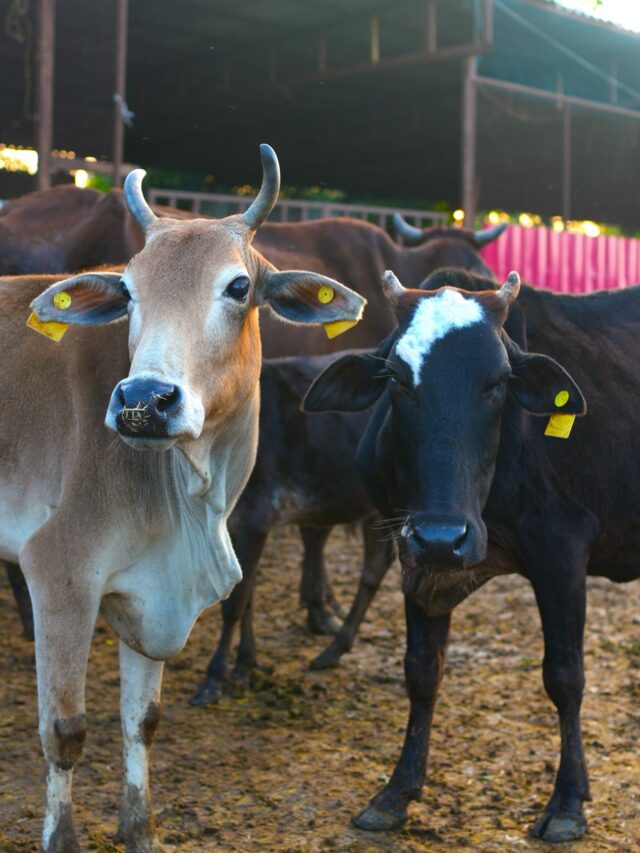 Benefits of Cow Dung