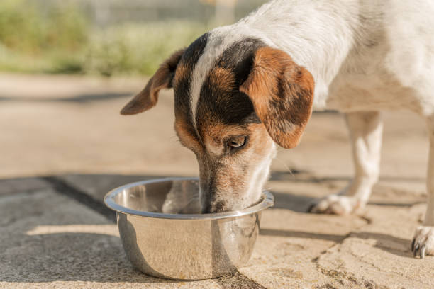 Water Bowls for Animals