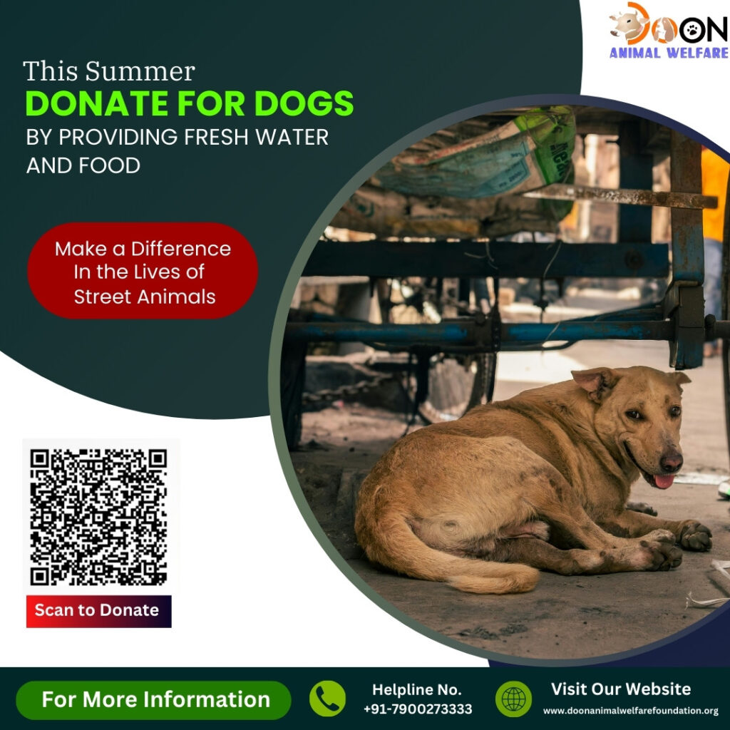 Donate For Dogs