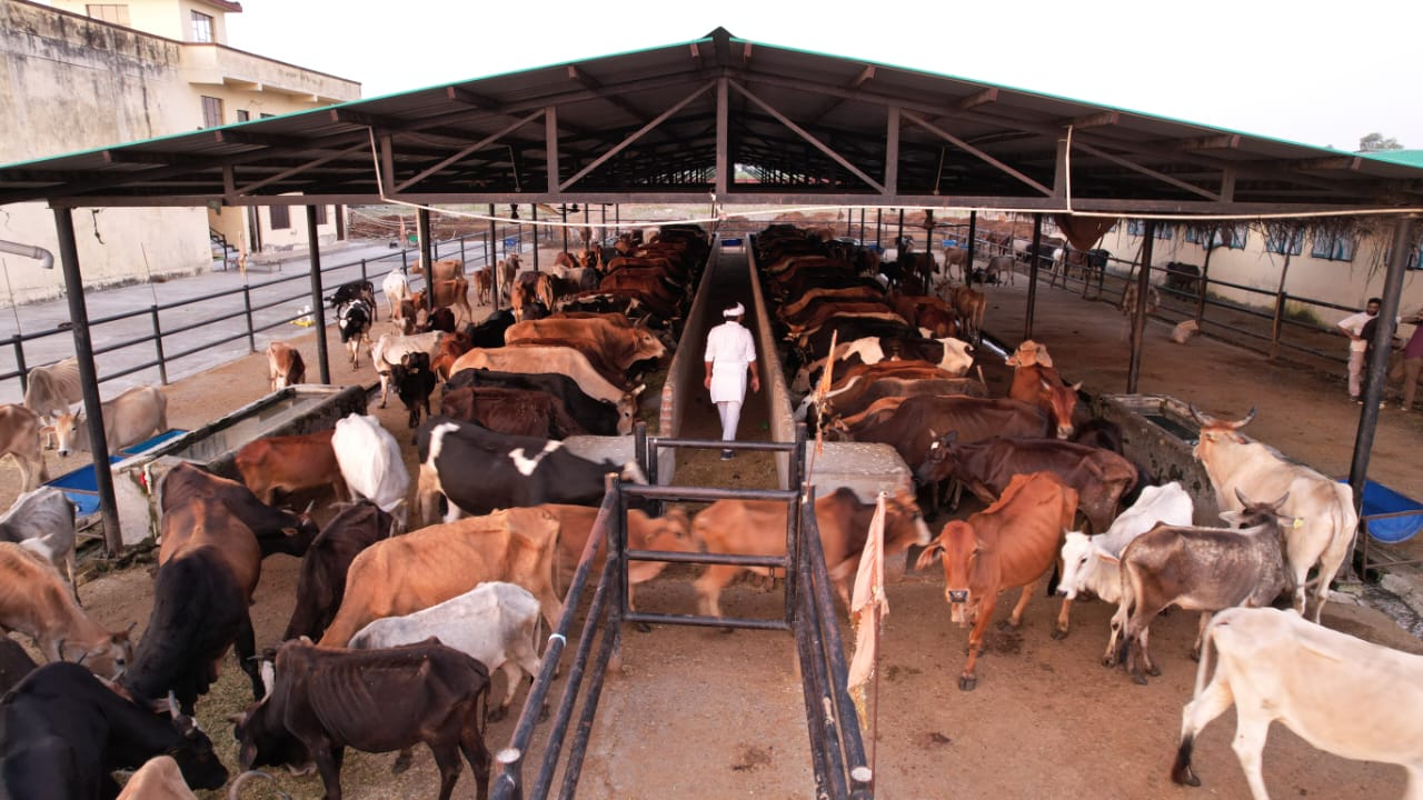 Image cow 
