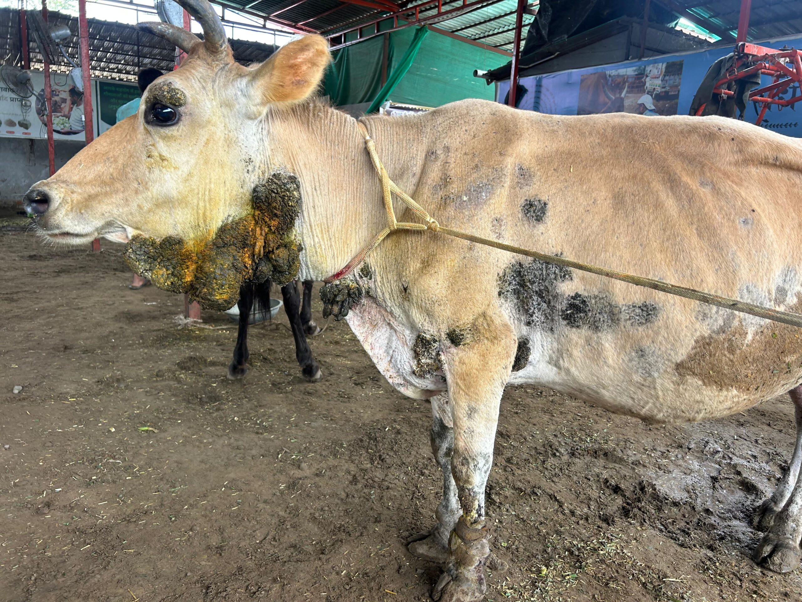 cow-image1