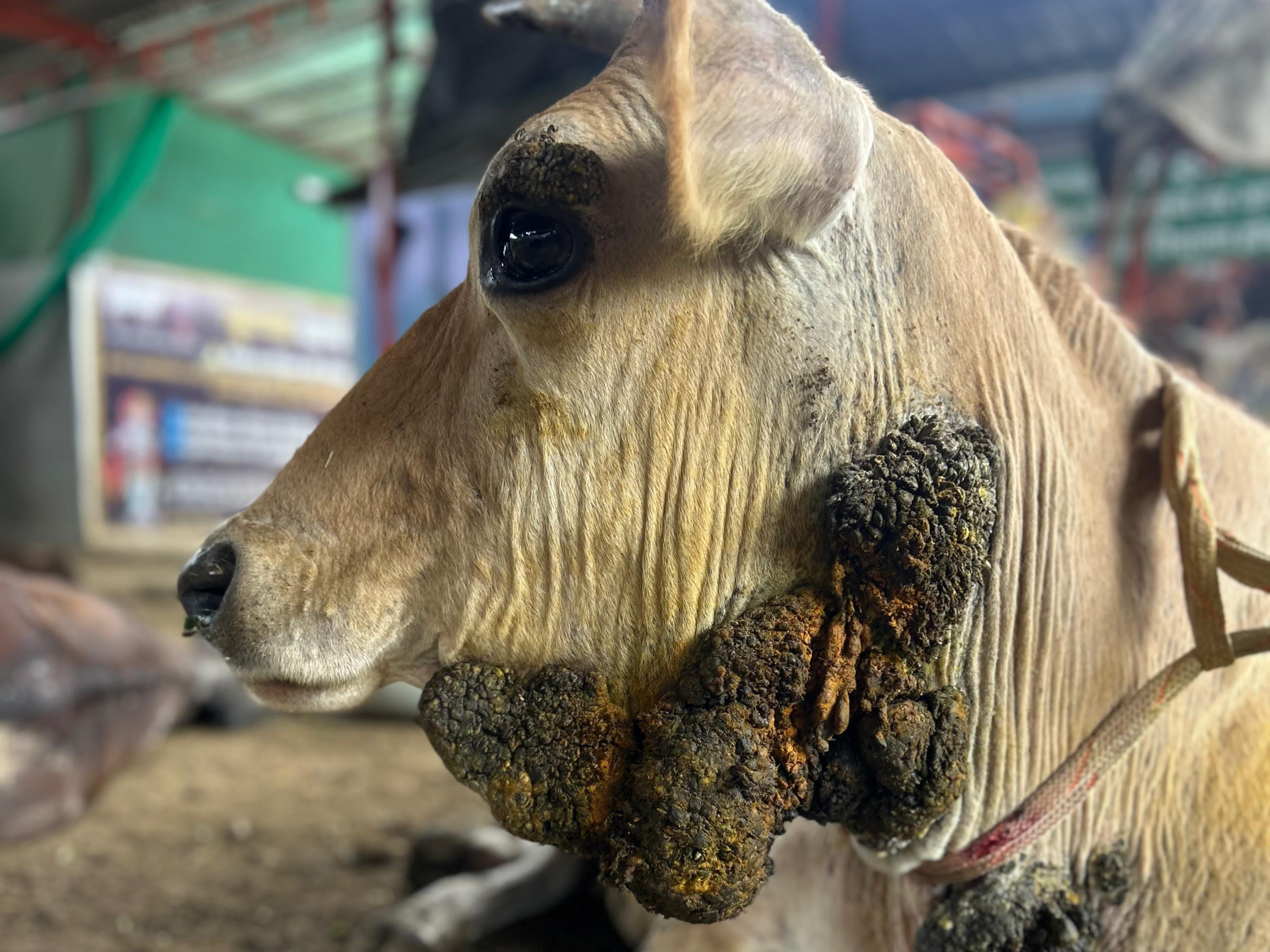 A compassionate heart, a helping hand Together, we can save Shyama's life