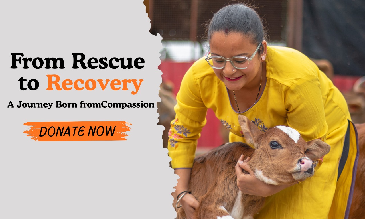 A mission to protect and heal every voiceless being