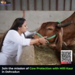 Cow Protection