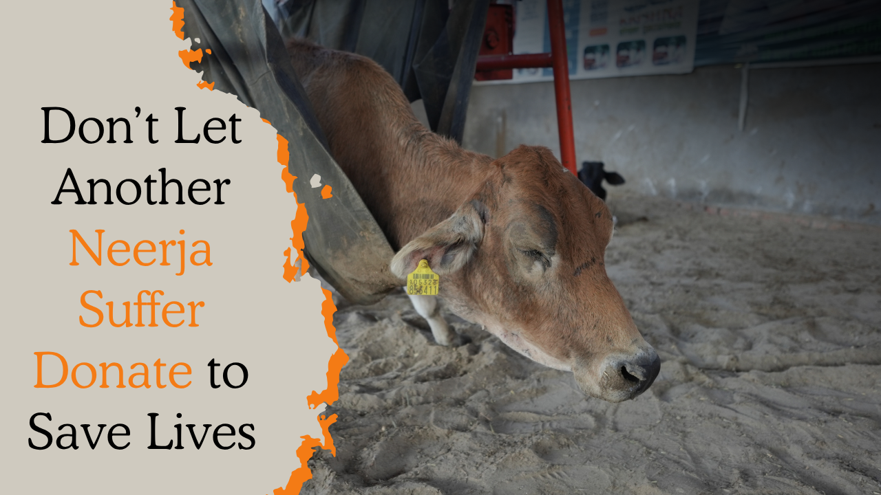 Don’t Let Another Neerja Suffer Donate to Save Lives