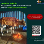 Donate Blanket To Animal Shelter