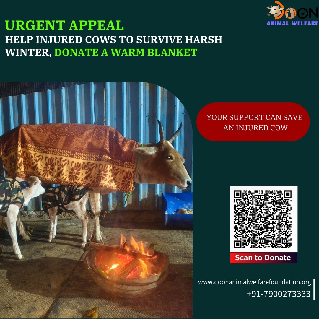 Donate Blanket To Animal Shelter