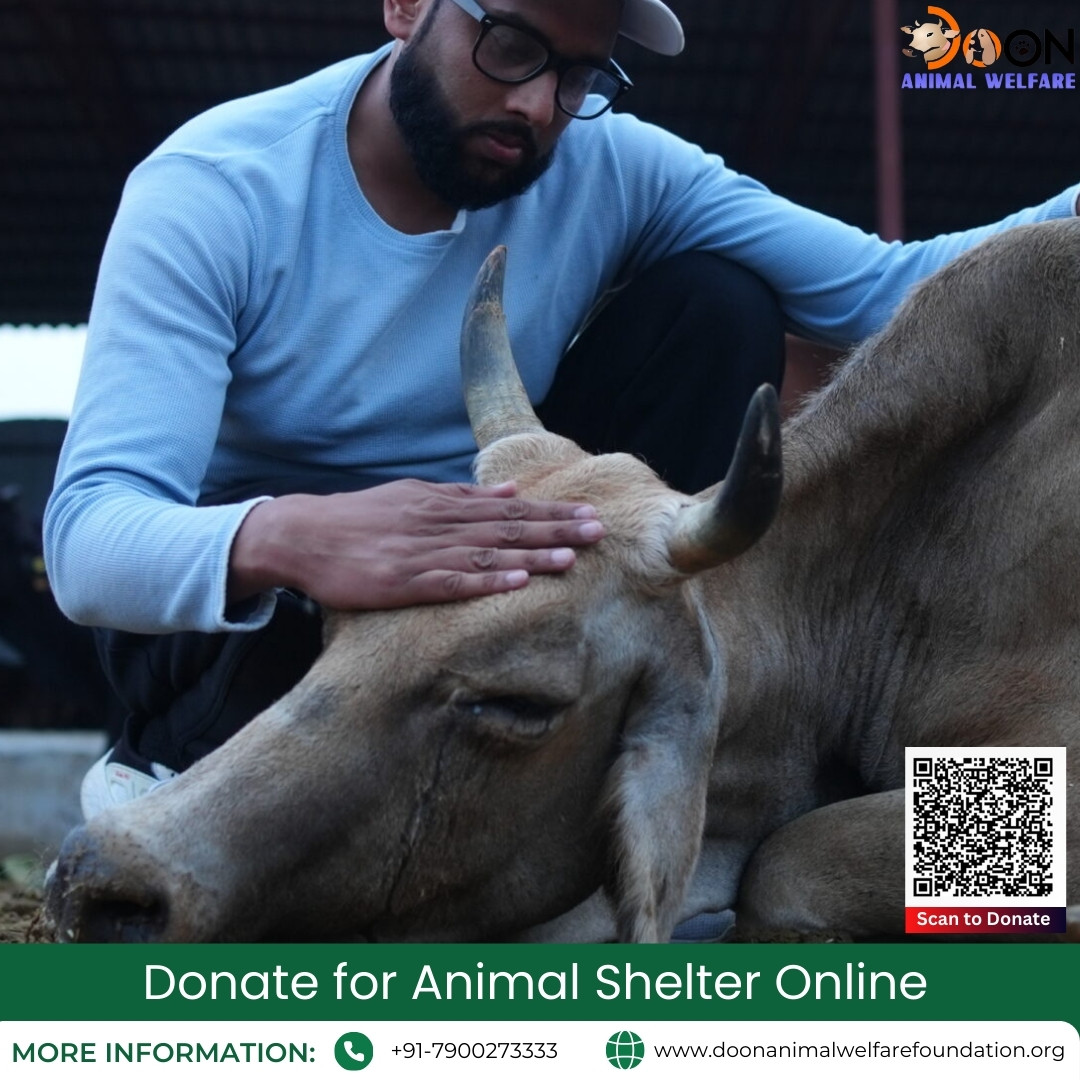 Animal Shelter Donations