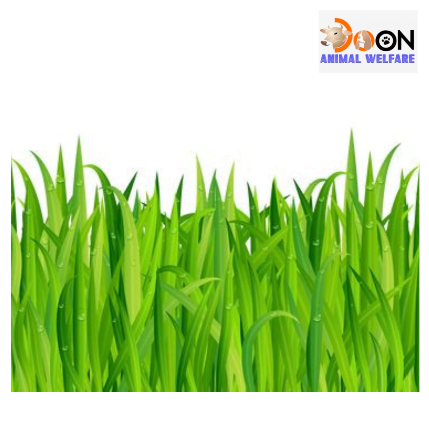 Fresh Green Grass