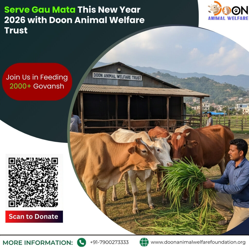 New Year Gau Seva