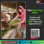 Donate Now to Help Cows in Need