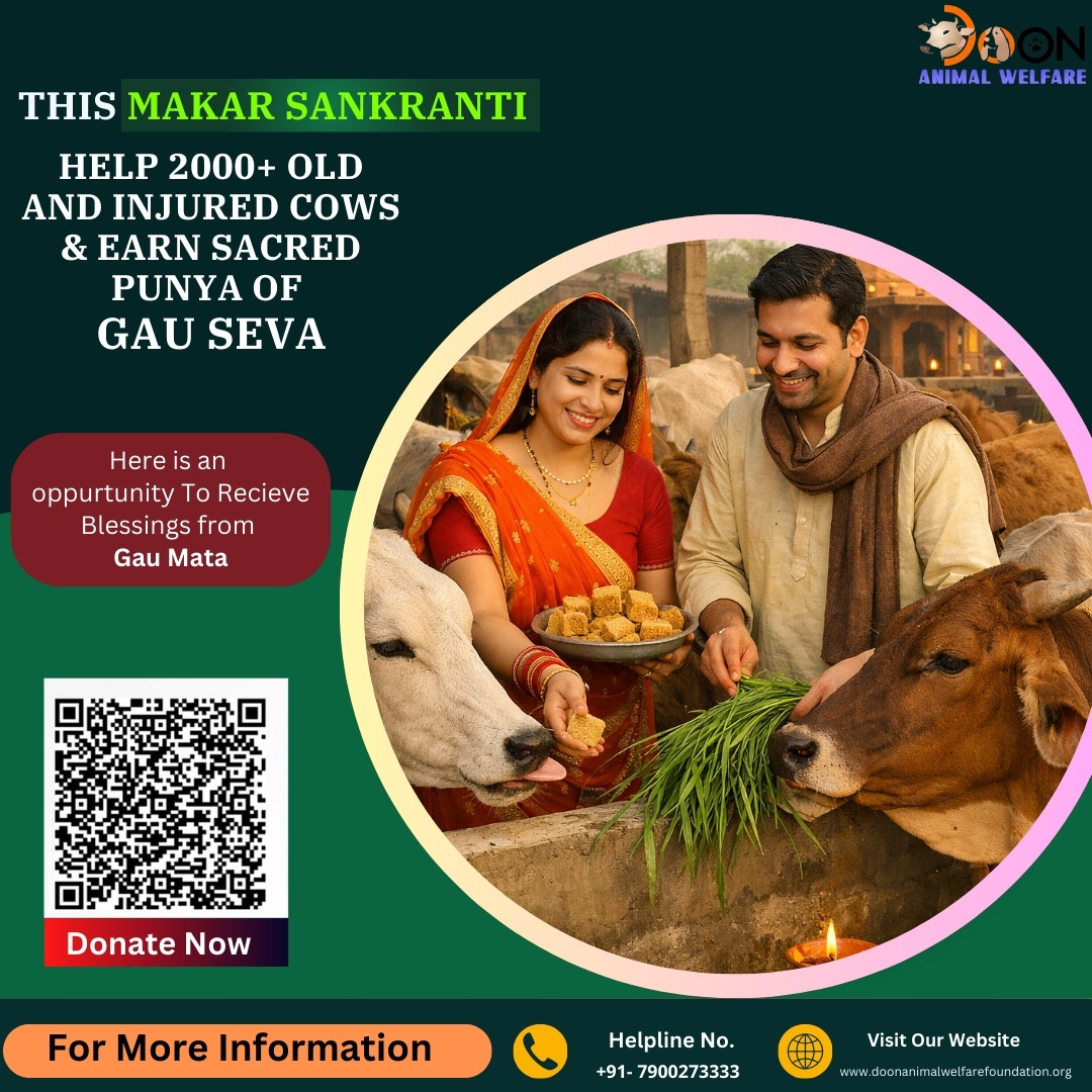 donate on Makar Sankranti at Doon Animal Welfare Gaushala