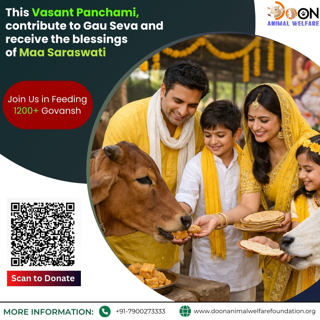 Feed 1200+ injured cows on Vasant Panchami